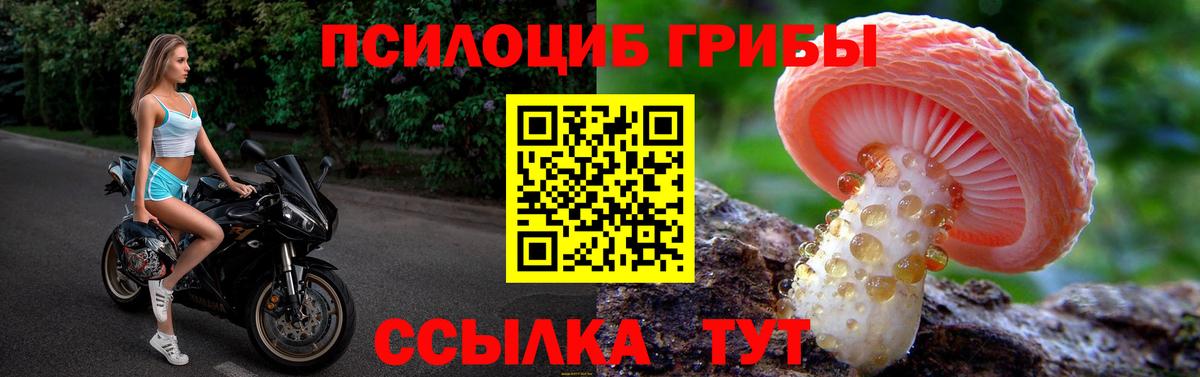 Галлюциногенные грибы Psilocybine cubensis  Вход с VPN  Осинники 